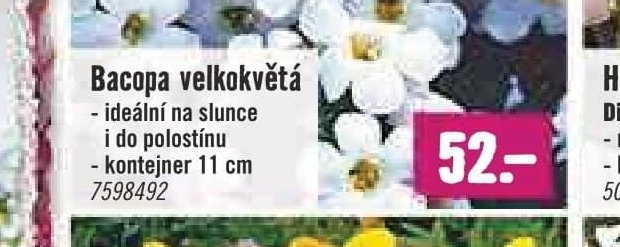 Bacopa velkokvětá