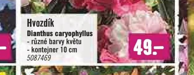 Hvozdík