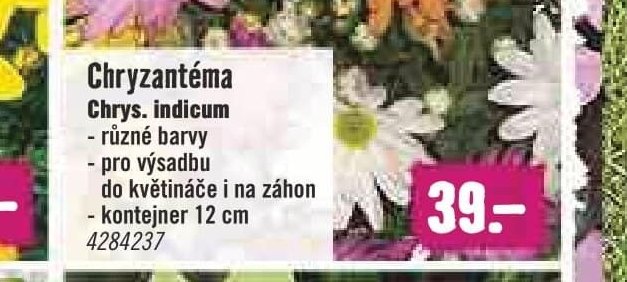 Chryzantéma