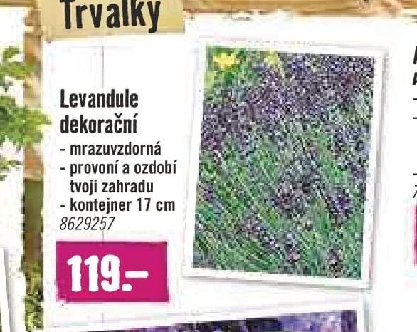 Levandule dekorační