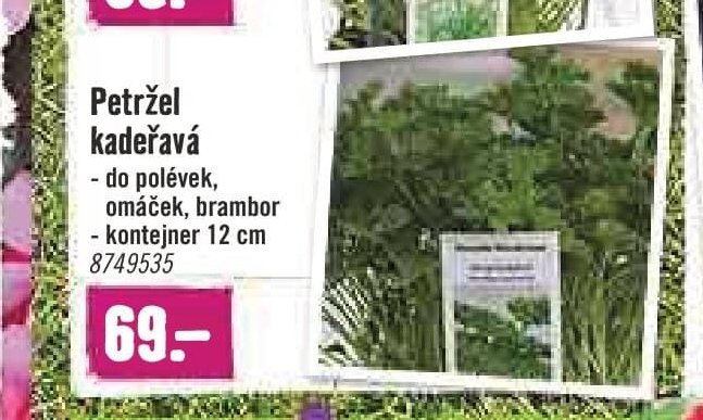Petržel kadeřavá