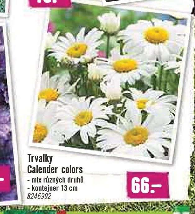 Trvalky Calender colors