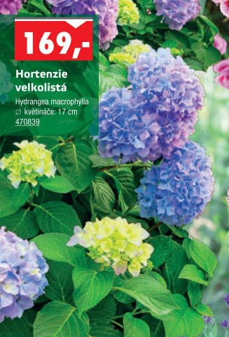 Hortenzie velkolistá