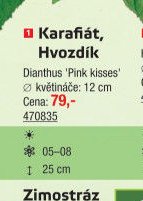 Karafiát, Hvozdík