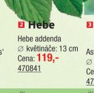 Hebe