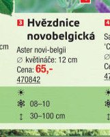 Hvězdnice novobelgická