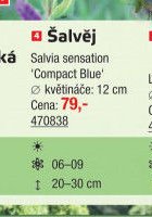 Šalvěj