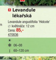 Levandule lékařská
