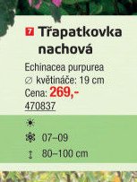 Třapatkovka nachová