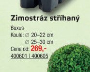 Zimostráz stříhaný