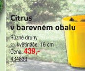 Citrus v barevném obalu