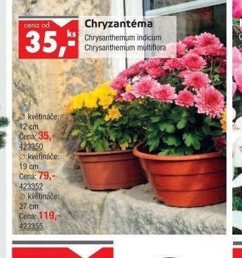 Chryzantéma