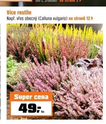 Vřes obecný (Calluna vulgaris)