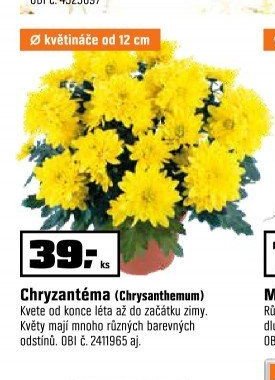 Chryzantéma (Chrysanthemum)