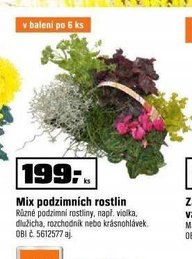Mix podzimních rostlin