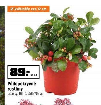 Půdopokryvné rostliny