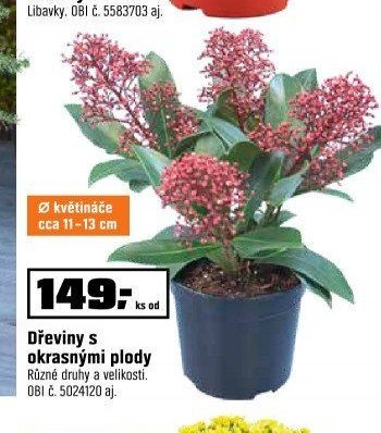 Dřeviny s okrasnými plody