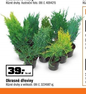 Okrasné dřeviny