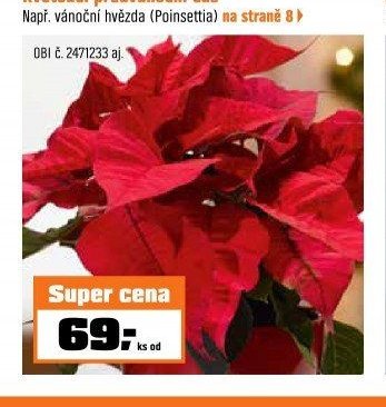 Vánoční hvězda (Poinsettia)
