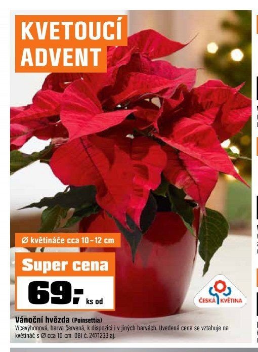 Vánoční hvězda (Poinsettia)
