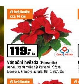 Vánoční hvězda (Poinsettia)