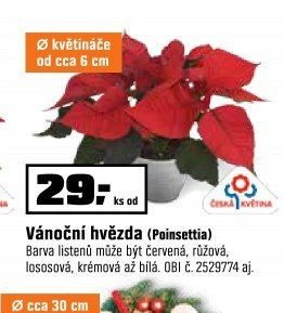 Vánoční hvězda (Poinsettia)