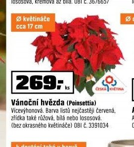 Vánoční hvězda (Poinsettia)