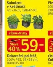 Sukulent v květináči