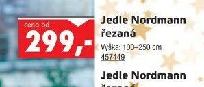 Jedle Nordmann řezaná