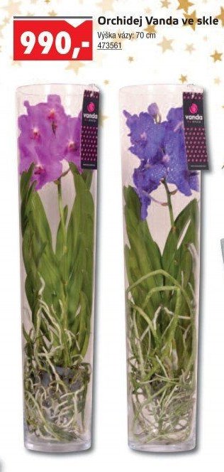 Orchidej Vanda ve skle