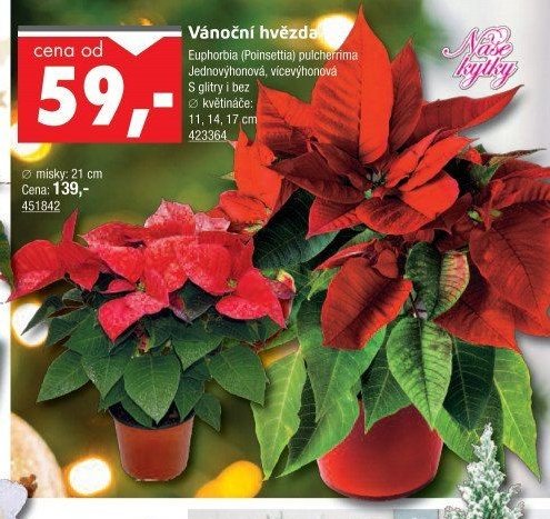 Vánoční hvězda