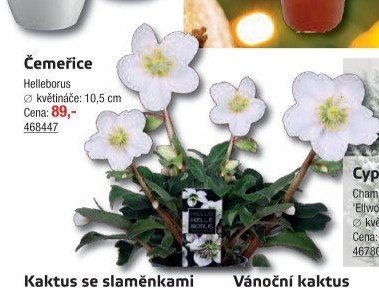 Čemeřice