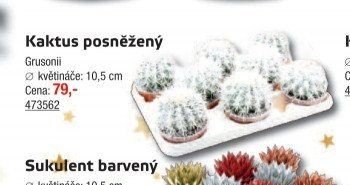 Kaktus posněžený