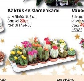 Kaktus se slaměnkami