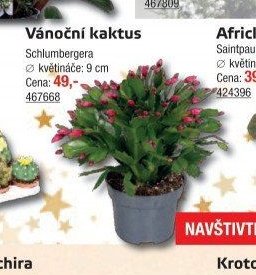 Vánoční kaktus
