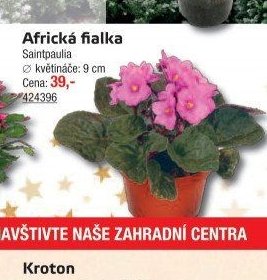 Africká fialka