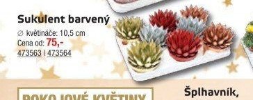 Sukulent barvený