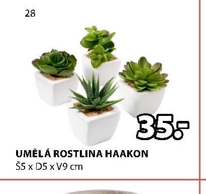 UMĚLÁ ROSTLINA HAAKON