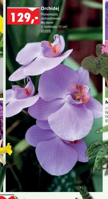 Orchidej