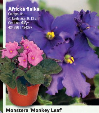 Africká fialka