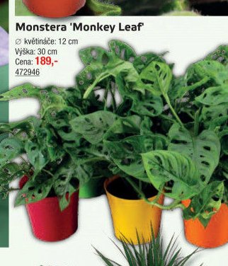 Monstera 'Monkey Leaf'