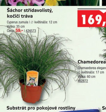 Šáchor střídavolistý, kočičí tráva