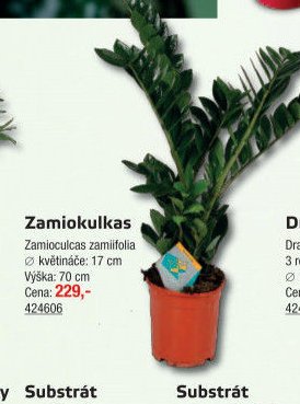 Zamiokulkas