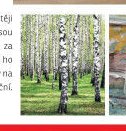 Obkladový panel Forest