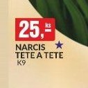 NARCIS TETE A TETE K9