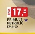 PRIMULE PETRKLÍČ