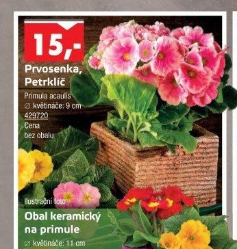 Prvosenka, Petrklíč