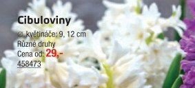 Cibuloviny