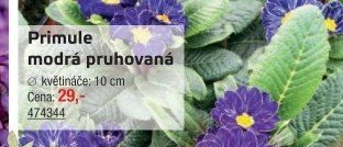 Primule modrá pruhovaná