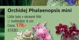 Orchidej Phalaenopsis mini